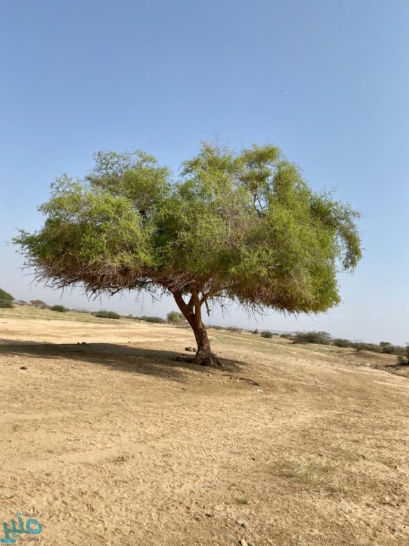 صورة توضيحية